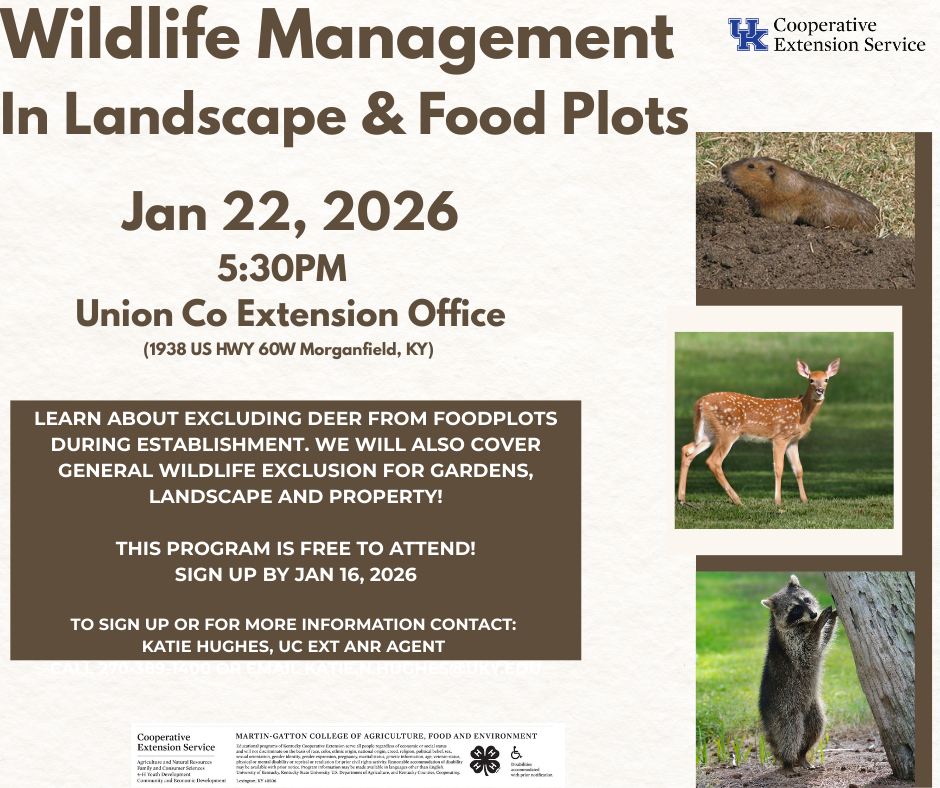 pictures of deer groundhog racoon